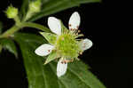 White avens